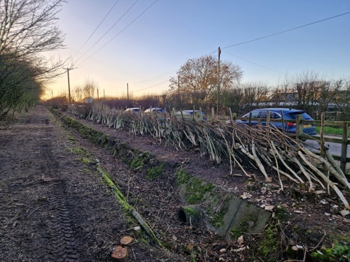Hedge laying at Rushcliffe Country Park